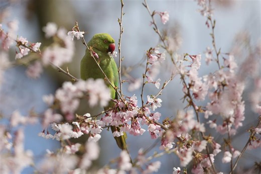 Surprising wildlife in and around London: where to spot wallabies, parakeets, snakes and more - AOL