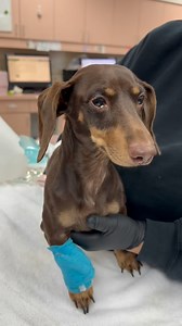 💙Bear Update - Post Surgical Complications💙 Holy Moses did you show up for Bear and we are like 80% of the way to our goal! Thank you to everyone who has donated, shared, and left messages of love and support. Bear has had a little glitch after his surgery and we ask your support to keep going to meet our goal at his Petfundr (link in bio!), via IG, or Venmo @drsfodoxies (Under CHARITIES). So the excellent news is that Bear came through his surgery without any issues and was resting comfortabl