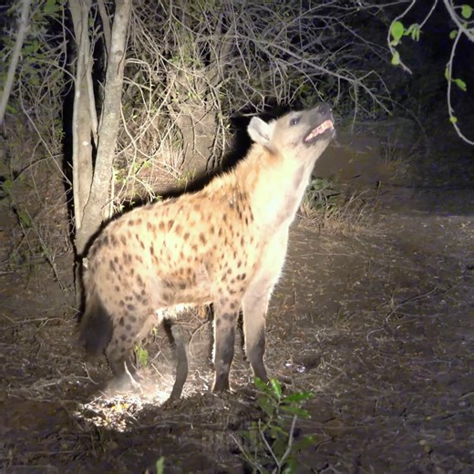 Jumping Hyena!! | Rob The Ranger Wildlife Videos