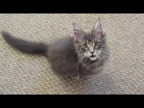 Maine Coon Kitten Albus Meowing