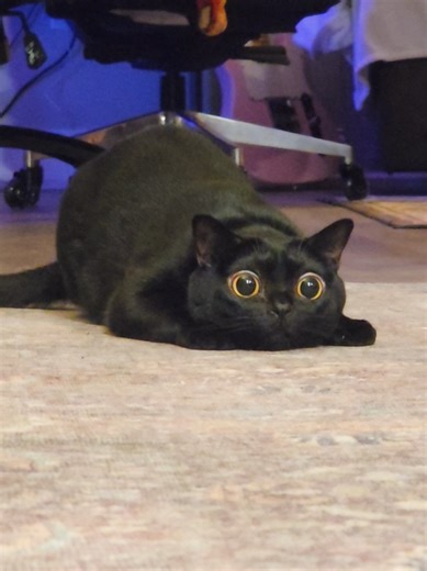 Hilarious Moments with Cute Bombay Cats