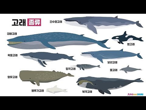 Sea animals - large whales