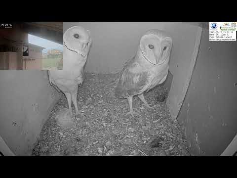 Barn owl fledgling peaks outside