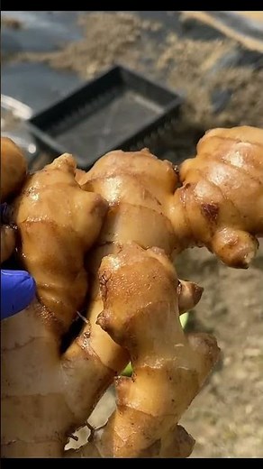 ショウガの発芽短縮の芽出し方法