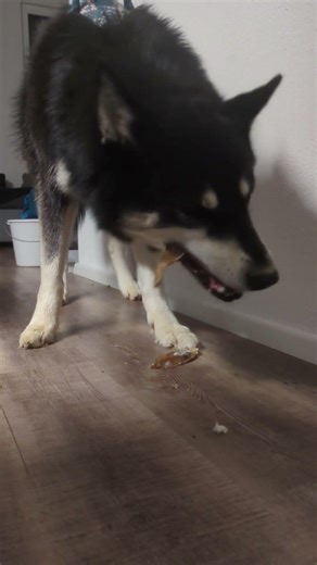 🖤 Black Husky ASMR 🐺 #shorts