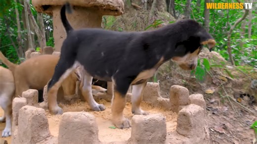 Watch a scared puppy move into a castle dog house built from mud