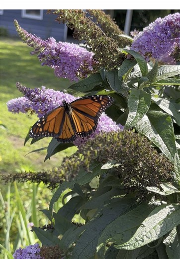 my pretty buddies 🦋🪻 #fyp #fypシ #hummingbirdmoth #clearwigmoth #hummingbirdhawkmoth #insectsoftiktok #insectsofnewjersey #monarchbutterfly #butterfliesoftiktok #butterfliesofnewjersey #njpinebarrens #nature #garden #butterflybush #buddleja #flowers #backyardbuddies #prettybugs #southjerseyinsects #southjersey #newjerseyisbeautiful