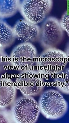 Microscopic Algae Diversity Under Microscope | Amazing Unicellular Algae|