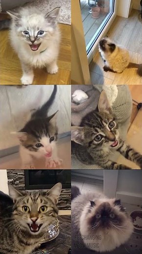 Cats Singing Wellerman (TikTok Sea Shanty) #Shorts