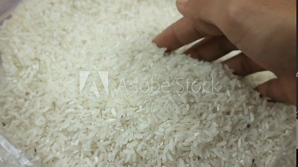 A close-up shot of a large group of rice weevils moving in the middle of rice grains. Bedbugs, pests, mug beetles, insects that destroy raw rice. Insects