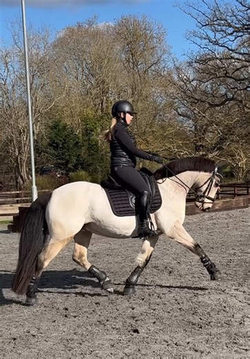 Mastering Canter Half Passes in Dressage Training