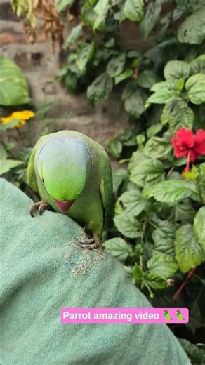 amazing talking parrot sound🦜🦜#parrot #short #shorts#parrottalking #greenparrot#ringneckparrot#birds
