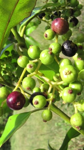 All Spice Trees: A Three-Year Journey to Production