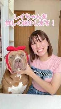 Meet Ray the American Pit Bull! #pets #shorts