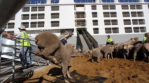 Shut down of WA live sheep industry