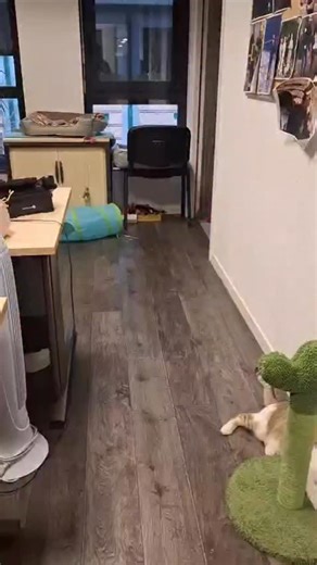 Les chattes policieres 🔵⚪️🔴 on Instagram: "🐾 Amende, le chat… qui se prend pour un chien ! 🐶😼 On a un petit souci au commissariat… On nous aurait échangé notre chat contre un chiot sans prévenir 🤨 Amende a décidé aujourd’hui qu’elle était officiellement un chien 🐕 Elle lance son jouet… Elle court… Elle le ramène fièrement… Et elle recommence. Encore. Et encore. 😅 On hésite à lui acheter une niche et une médaille « Brigade Canine Féline » 🐾🚔 Franchement, vous avez déjà vu un chat rappor