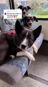 Dog Seating Arrangement for Comfort and Happiness