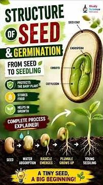 Structure of Seed & Germination | From Seed to Seedling | Biology #dicot #seed