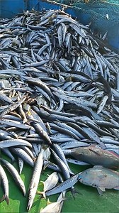 684K views · 10K reactions | #deepseafishing朗 #sea #fishing #seafood #ice #fish #fisherman #cooking #deep sea | Indian Ocean Seafoods Robert | Facebook