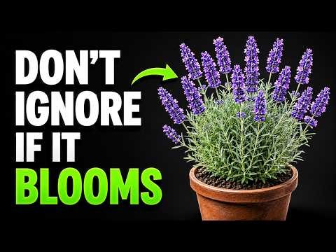 The Mystery Of Why The LAVENDER Plant Blooms (Here’s Why)