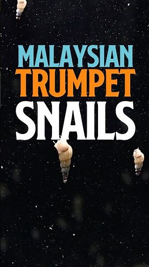 Malaysian Trumpet Snails | Aquarium Snails