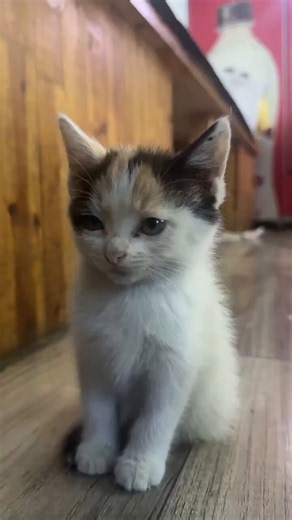 Today is National Kitten day...If you don't hate cats, please let us know by leaving a comment (🐱).