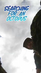 Catching an octopus.. Will Coyote get inked?! 🐙 #octopus #wildlife #tidepool #bravewilderness | Brave Wilderness