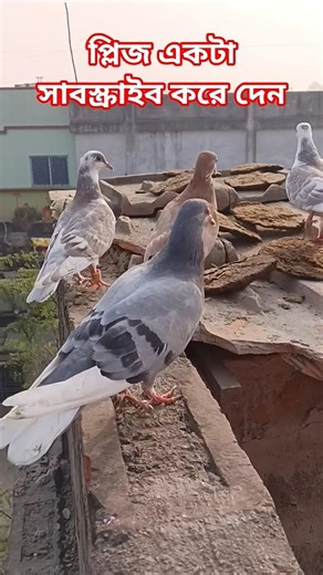 হায় হায়রে #pigeon #kabootarloft05 #bird #pigeonlaver #kabootarloft05