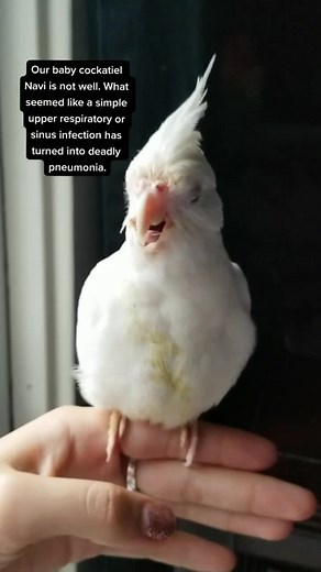 Caring for a Sick Cockatiel: Tips for Bird Owners