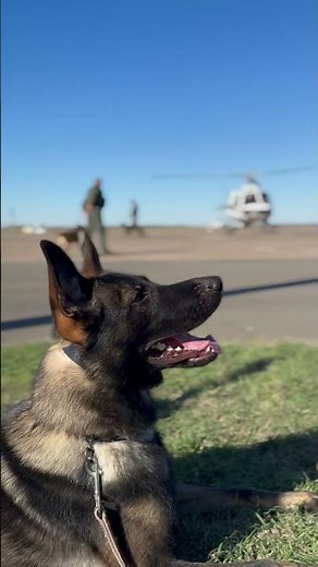 Canine Protection International training with Texas State Troopers and Sheriffs Department