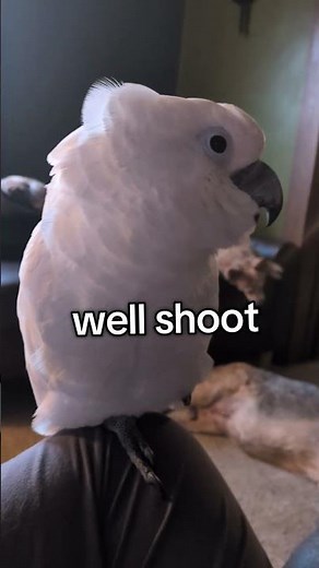 Sleepy birbo #furbythebirb #tired #sleepy #verytired #bedtime