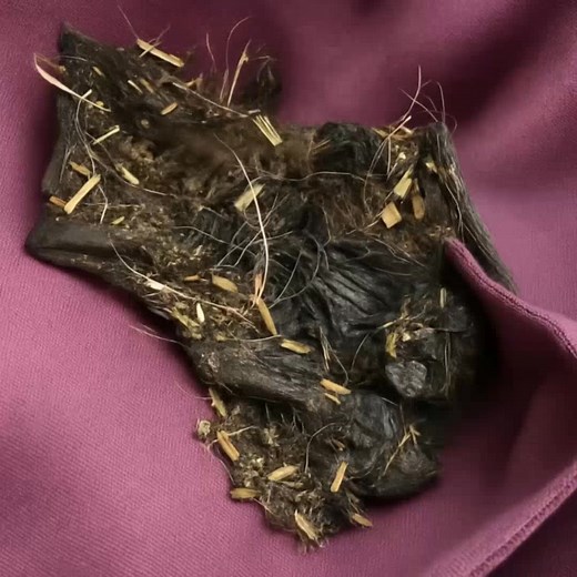 That evening, when I stepped into the barn, I didn’t really know what I was looking for. The day had been exhausting, and I only wanted a moment of silence. But the moment I opened the door, I heard a strange sound—not an animal’s rustle but a sticky, muffled whisper 😧. I approached the corner and saw something I first thought was an old broom. But then it slowly moved. My heart froze. A tangled mass of hair and fibers… something inside it was breathing 🤯. I stood still for a moment. I thought