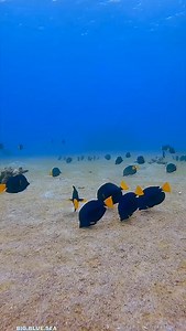 🎥 @big.blue.sea Have you ever seen this many!!! Here are five facts about the purple tang (Zebrasoma xanthurum): 1. Appearance: Purple tangs are known for their vibrant purple or bluish-purple bodies with fine horizontal stripes. Their tail is bright yellow, making them a striking addition to any reef environment. 2. Habitat: They are native to the Red Sea and the western Indian Ocean, often found in coral reef ecosystems at depths of 2 to 20 meters. 3. Diet: Purple tangs are herbivores, primar