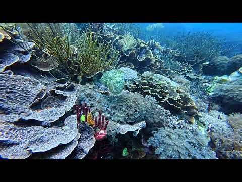 Cuttlefish Changing Colors on Komodo Reef | Master of Camouflage | Komodo, indonesia