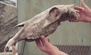 DNA discovery unearths startling facts about horse history - Horse & Hound