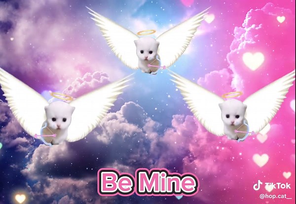 Celebrate Valentine's Day with Cute Cat Videos