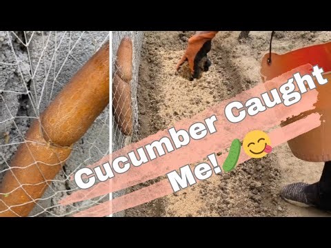 The Cucumber that Got STUCK! Saving the Basil & Fighting Mediterranean Fruit Fly Tragedy
