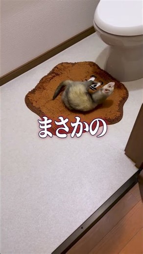 The most annoying ferret poop spot: What about your home?