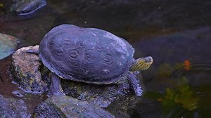 clip-1107614341-river-turtle-big-bend-slider-reptiles-aquatic
