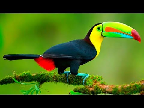Toucan bird sound in jungle | Toucan bird talking | Toucan bird