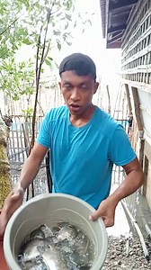 343K views · 5.6K reactions | Nag pagkawala ako ng mga isdang kikiro sa fishpond #provincelife #lifestyle #fishpond #alaga | Brusko Bordz | Facebook