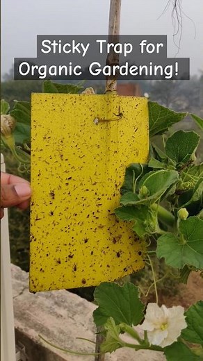 Sticky trap for insects #sticky #trap #gardening #organicgardening #terracegardening #insects