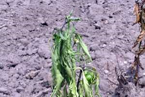 Phytophthora crown rot on cucurbits and peppers requires an aggressive approach