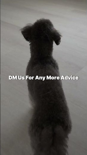 🚨 ATTENTION ALL PET OWNERS !!! Here's How You Can Protect Your Floors #flooringsurgeons #flooring