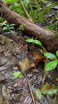 Did you know the black widow is one of the most well-known spiders in the world?