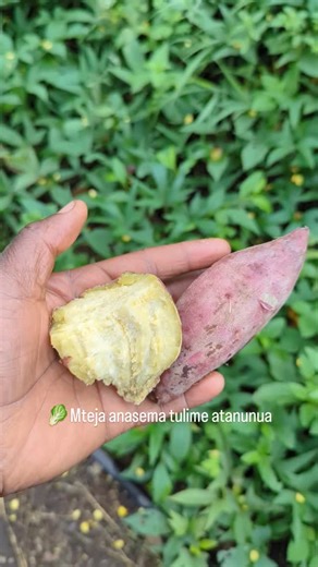 Misheck malisen lwenje on Instagram: "🟫karibu@@kilimohalisi kwa huduma ya miche Tupigie number hizi bure +255672568516 +255684153567 0772320288 🟫Mfumo huu wa umwagiliaji unapatikana Kwa 15000,dumu 3000 usafiri mikoni ni ,10000 tupo bomang'ombe wilaya ya Hai mkoa wa kilimanjaro 🟫Mafunzo ya kilimo,mimea lishe, na. Ushauri wa kilimo tuna group la whatsup 0652553944 Kwa gharama nafuu karibu kwenye familia. 🟫Tunapokea wadau Wanao taka kuja kujifunza apa tulipo Kwa gharama nafuu . 🟫Kilimo ndo asi