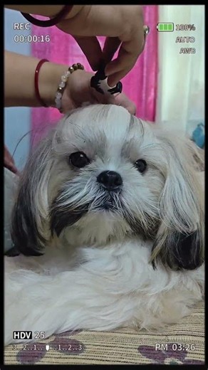 Puppy Grooming Tutorial for ShihTzus #shorts