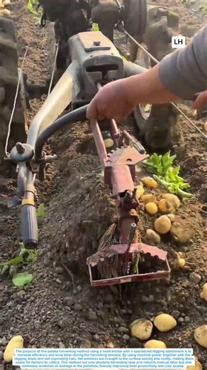 Potato Harvesting Process with a Hand Tractor