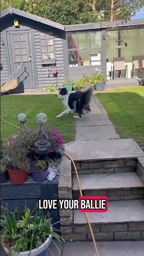 Looking to adopt a 'Pretty Border Collie'? Well look no further! #AdoptACollie #RescueDogs