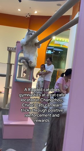 Cat Fact of the Day (MORE INFO): There is a common misconception that cats cannot be trained or taught tricks, but through positive reinforcement and rewards, cats are capable of learning tricks. In Changzhou, China, a Ragdoll cat went viral after Douyin user bbbb posted a video of the cat swinging like a gymnast on the parallel bars. The cat lives at a cat cafe called 左邻右猫, which resides in the Liyang Wanda Plaza / shopping mall. There are other videos of the cat (and other cats) performing tri
